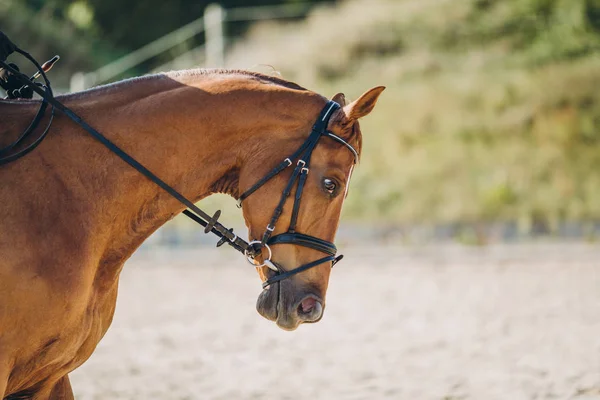 Caballo con aparejo - foto de stock