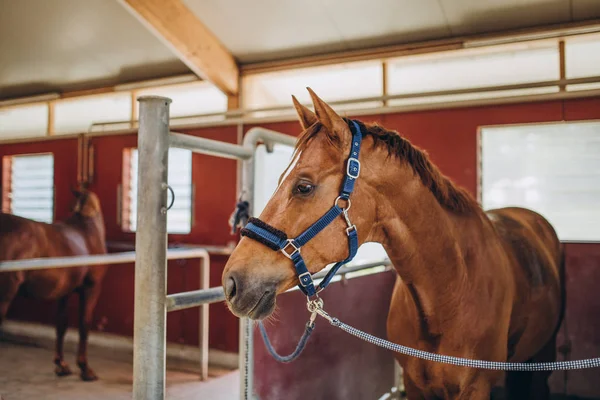 Cavallo bruno — Foto stock