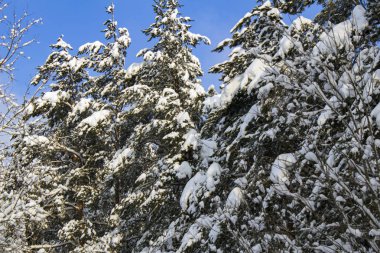 Ağaçların bembeyaz kar altında.