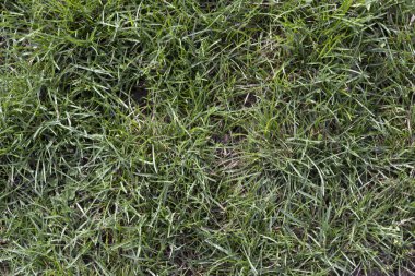 arka plan için güzel yeşil çimen