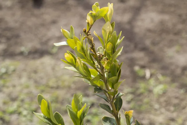 Vackra Bush För Bakgrund Grön Gjorde Eftermiddagen — Stockfoto