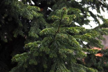 güzel yeşil Noel ağacı