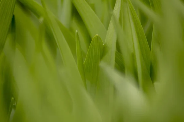 Green Grass Macro Mode — Stock Photo, Image