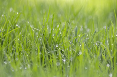 Sabah çiğ yeşil çimenlerin üzerinde bir düşer