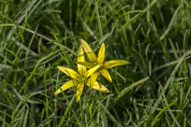 Bahar çiçekleri ağaçlarda ve yere