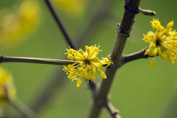 Jarní Květy Stromech Zemi — Stock fotografie