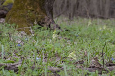 güzel orman adam tarafından neredeyse el değmemiş bakir