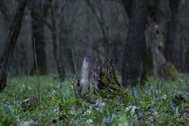 Ormanda yetişen ağaç kabuğu