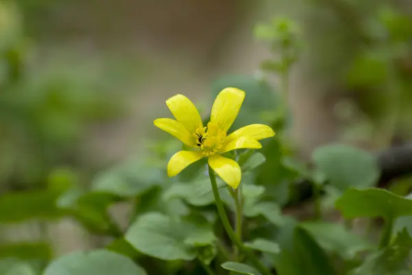 Las Primeras Flores Primavera Son Amarillas Bosque — Foto de Stock