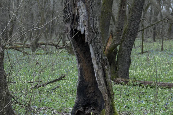 Belle Forêt Intacte Par Homme Presque Intacte — Photo