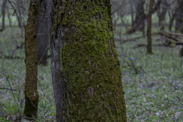 Bela Floresta Intocada Pelo Homem Quase Intocada — Fotografia de Stock