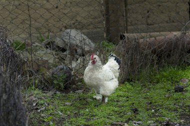 Beyaz kabarık ev tavuk
