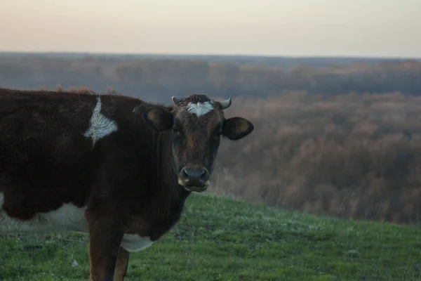 Krowy Pasą Się Zielonych Pastwiskach — Zdjęcie stockowe