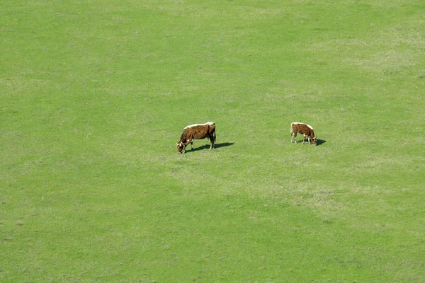 Корова Телям Пасуться Зеленій Траві — стокове фото