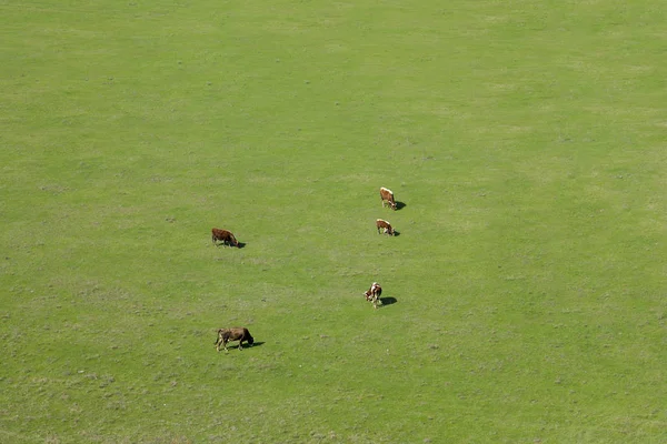 Корова Телям Пасуться Зеленій Траві — стокове фото