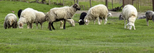 Koyun Kuzu Ile Yeşil Çayırlar Üzerinde Otlatmak — Stok fotoğraf