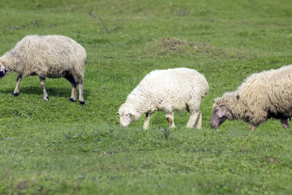 Вівці Ягнятами Пасуться Зелених Луках — стокове фото