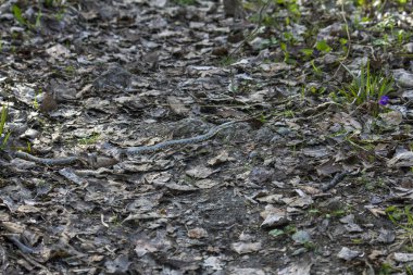 Yılan yerde sürünüyor..