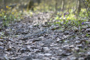 Yılan yerde sürünüyor..