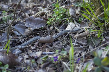 Yılan yerde sürünüyor..