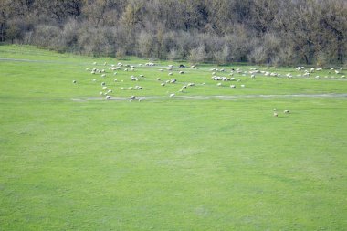 Koyun kuzu ile yeşil çayırlar üzerinde otlatmak.