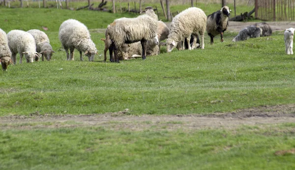 Вівці Ягнятами Пасуться Зелених Луках — стокове фото