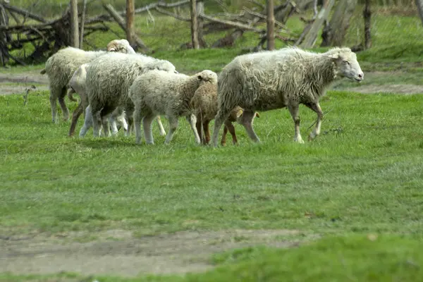 Овцы Ягнятами Пасутся Зеленых Лугах — стоковое фото