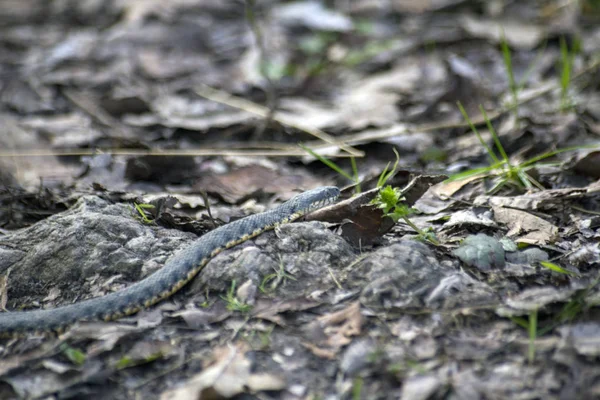 Snake Crawls Ground — Stock Photo, Image