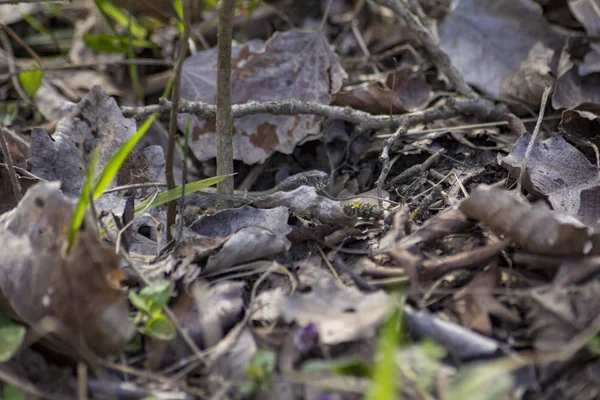 Snake Crawls Ground — Stock Photo, Image