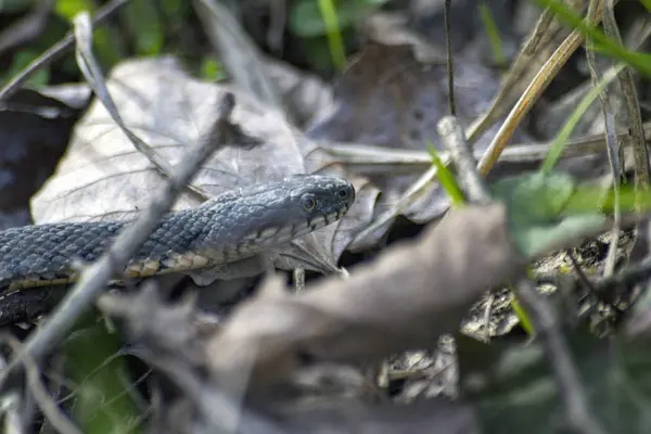 Snake Crawls Ground — Stock Photo, Image