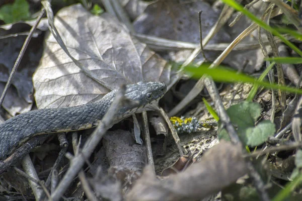 Snake Crawls Ground — Stock Photo, Image