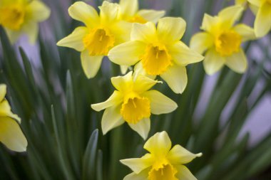 Erken Bahar günü sarı çiçek.