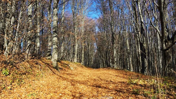 Vitosha Hegy Bulgariawhatever Erdő Csodálatos Kilátást Nyújt Emberi Szezon Őszi — Stock Fotó