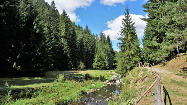 Wald Den Rhodopen Bulgarien — Stockfoto