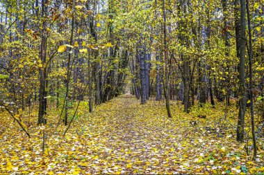 04 _ Parkta Sonbahar Boris III, Sofya, Bulgaristan