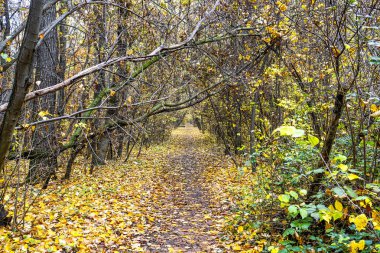 01 _ Parkta Sonbahar Boris II, Sofya, Bulgaristan