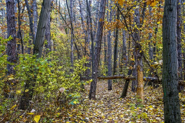 Ősz Vitosha Mountain Szófia Bulgária — Stock Fotó