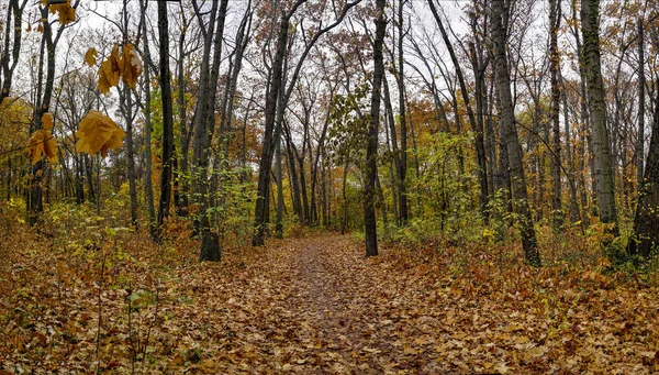 Ősz Vitosha Hegységben Szófia Bulgária — Stock Fotó