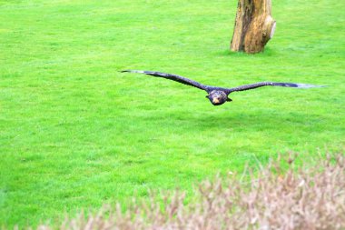 Uçuş avına çim üzerinde Şahin