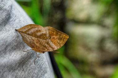 Butterfly leaf. With its wings closed, the butterfly has a remarkable resemblance to a dead leaf. Captivity insect at the city of arts and sciences in Valencia, Spain. Snapshot of 16 August 2017 16:25 clipart