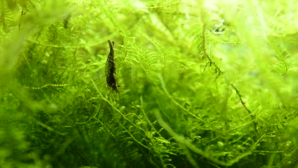 Schieten Met Selectieve Aandacht Soorten Garnalen Caridina Multi Dentata Aquarium — Stockvideo