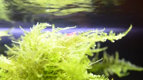 Prise Vue Sélective Des Espèces Crevettes Caridina Multi Dentata Aquarium — Video