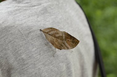 Ölü yaprak kelebek, Kallima inachus 16 Ağustos 2017 1625: