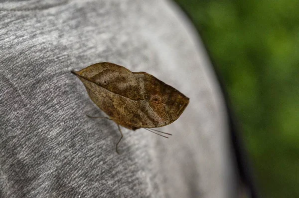 Tote Blätterschmetterling Kallima Inachus August 2017 — Stockfoto