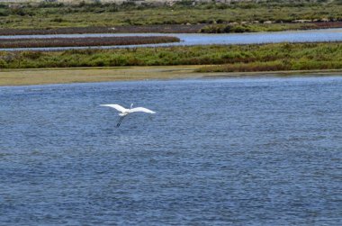 Ebro Nehri'nin tabiatı manzara. Su kuşları, balıkçıllar ve flamingolar çeşitli tür takdir etmek mümkündür. Tuzlu ve bataklık suları, doğal tuz üretimi için tuz tava.