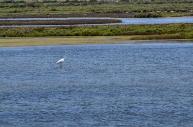 Ebro Nehri'nin tabiatı manzara. Su kuşları, balıkçıllar ve flamingolar çeşitli tür takdir etmek mümkündür. Tuzlu ve bataklık suları, doğal tuz üretimi için tuz tava.