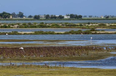 Ebro Nehri'nin tabiatı manzara. Su kuşları, balıkçıllar ve flamingolar çeşitli tür takdir etmek mümkündür. Tuzlu ve bataklık suları, doğal tuz üretimi için tuz tava.