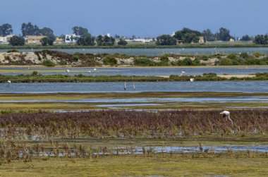 Ebro Nehri'nin tabiatı manzara. Su kuşları, balıkçıllar ve flamingolar çeşitli tür takdir etmek mümkündür. Tuzlu ve bataklık suları, doğal tuz üretimi için tuz tava.