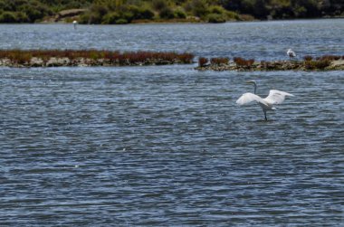 Ebro Nehri'nin tabiatı manzara. Su kuşları, balıkçıllar ve flamingolar çeşitli tür takdir etmek mümkündür. Tuzlu ve bataklık suları, doğal tuz üretimi için tuz tava.