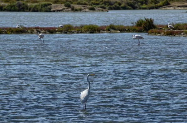 埃布罗河河自然保护区的景观 可以欣赏各种水禽 苍鹭和火烈鸟 咸淡水和沼泽水 盐平底锅为生产天然盐 — 图库照片